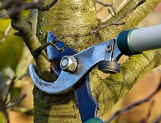Pruning shears cutting branch on tree